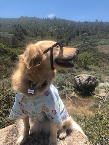 If a treat falls in the forest 🌳 and no one’s there to eat it, did it really even fall?!