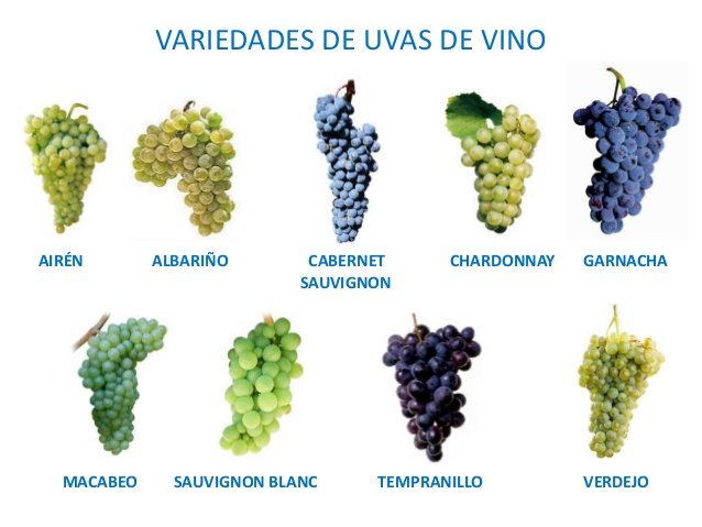 David Manso (La Casa de Baco / Wine Rider)✌🏍🍇 tweet media