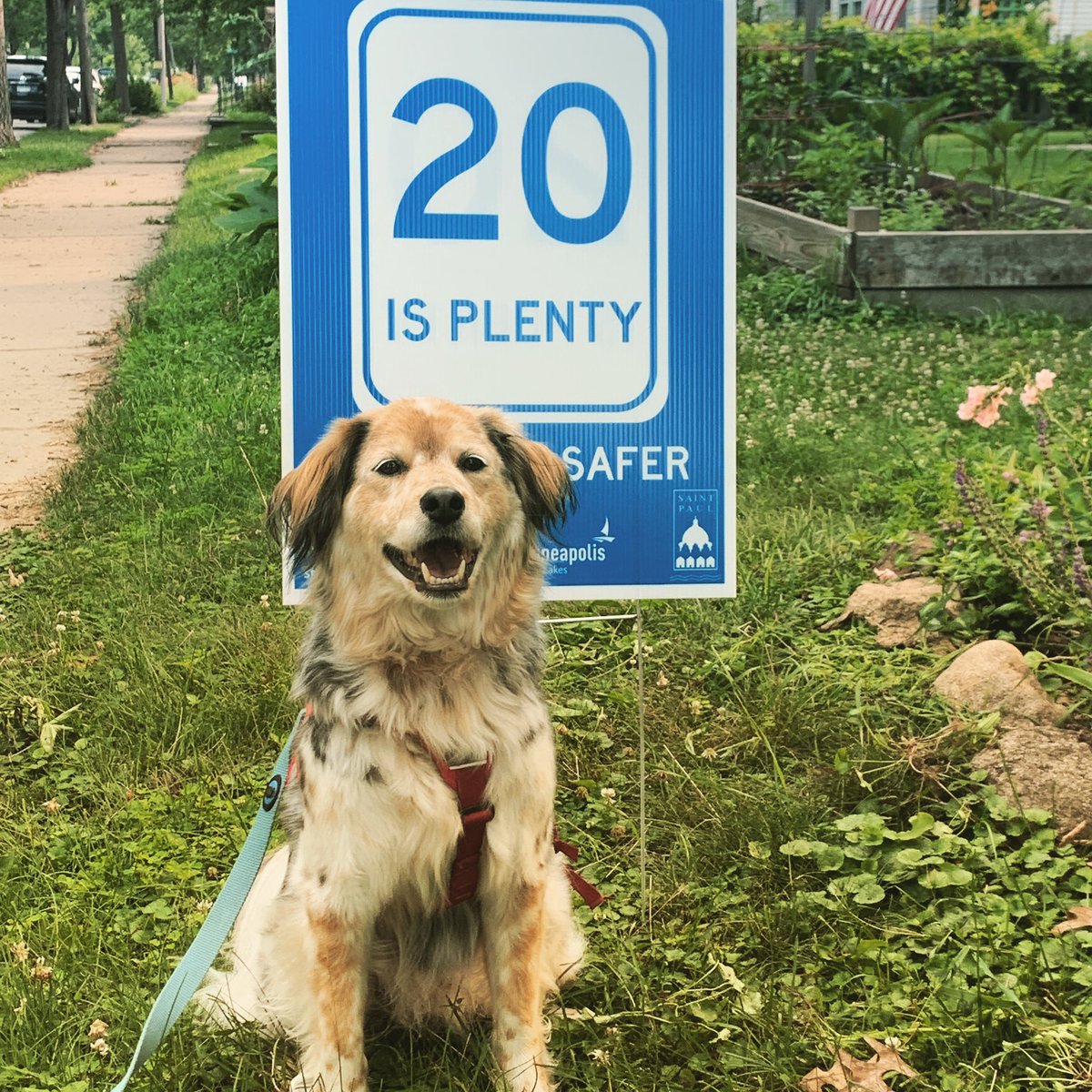Joanna_Olson's tweet photo. This good boy supports safer streets. Get a sign for your yard! https://t.co/ewHhSv07Mj  #20isplenty #VisionZero #VisionZeroMpls https://t.co/nr7uQEREW2