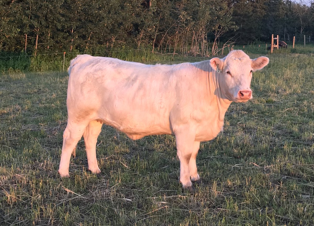 pottercharolais's tweet photo. Last night’s check on our #fallfeature sale group (and couple of tagalongs) including this Ledger daughter safe to Maverick. Sale October 17. @OnCharolais https://t.co/mIJs1vRoLr