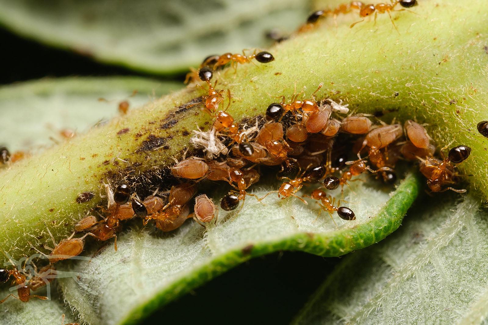 Mouuuusa Na Tviteru ヌルデのアブラムシに集まる虫たちをまた見てきました 教えて頂いたモンクチビルテントウ幼虫とヒメテントウの仲間の幼虫が同じ場所にいます ちいさなヒラタアブの幼虫 も 別の場所ではヒメアリの仲間が集まってました T Co