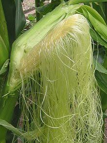  Corn Silk Benefits Most people throw away corn silk as waste But do you know corn silk is powerful Diuretic & Anti-inflammatoryCorn silk is a naturally rich source of flavonoid antioxidants.