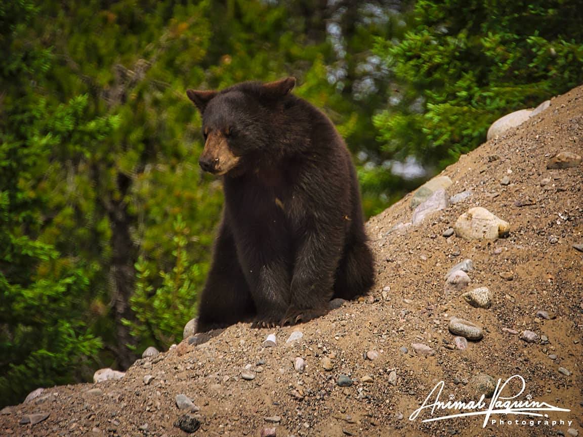 PurNat_org's tweet photo. Nous vivons pas seul 🌲🌲🌲 lors de vos visites en nature, garder en tête l'importance de préserver une nature libre de déchet 😀🌲🐻🐿🦝🌲 https://t.co/bEJzR99CjV