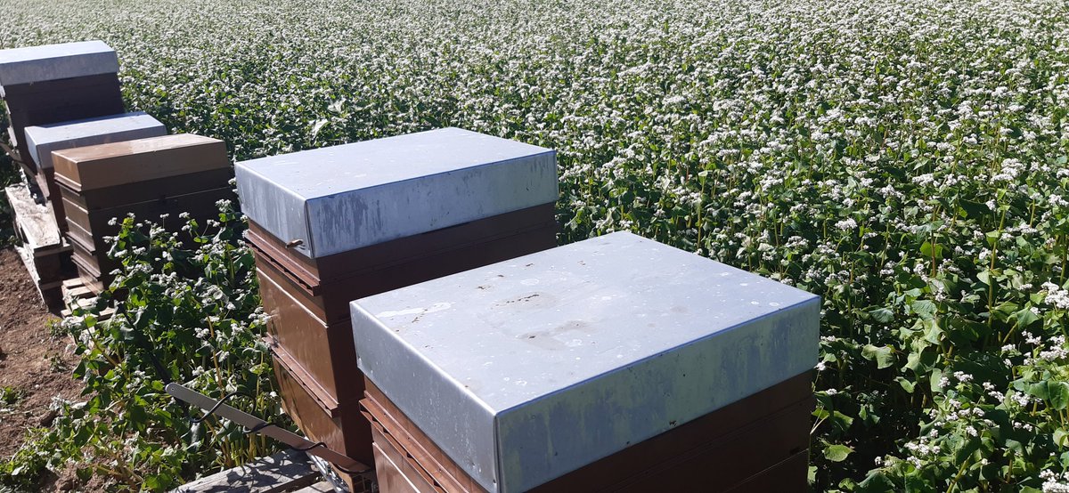 SucNicolas's tweet photo. Les ruches @noriapcoop en pollinisation de sarrasin semence pour #exelience 🐝🐝
#rucherscooperatifsdepicardie
@MicWink80, @EstelleCleuet, @ServtecPvNORIA, @Dami1F https://t.co/dVNGcWH0Fj