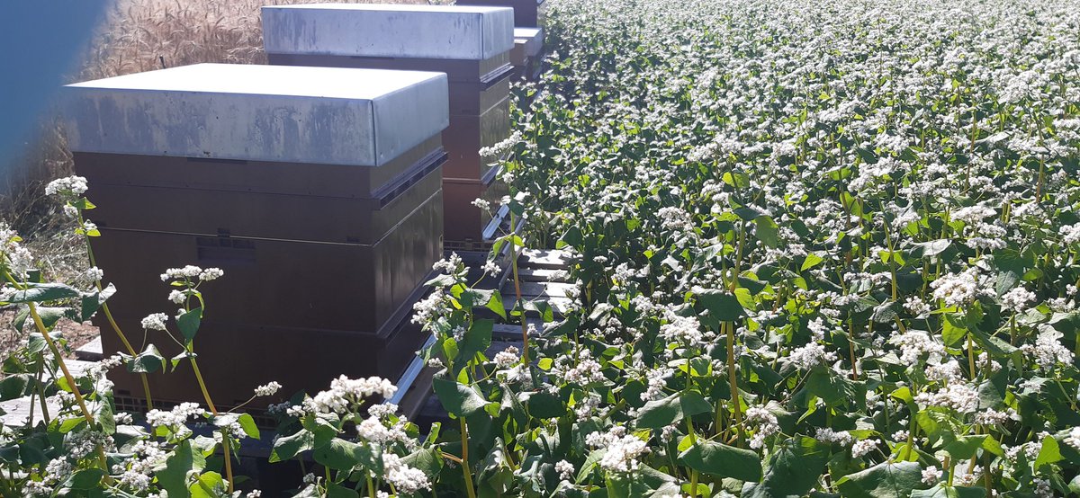 SucNicolas's tweet photo. Les ruches @noriapcoop en pollinisation de sarrasin semence pour #exelience 🐝🐝
#rucherscooperatifsdepicardie
@MicWink80, @EstelleCleuet, @ServtecPvNORIA, @Dami1F https://t.co/dVNGcWH0Fj