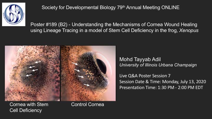 Henry Lab (@evoembryo) on Twitter photo Tayyab <a href="/tayyab_adil/">Tayyab Adil</a> will present his work on on wound healing in frog cornea to understand corneal stem cells during the poster session next Monday, July 13 - Poster #189 (B2) #SDB2020 #2020SDB Tayyab <a href="/tayyab_adil/">Tayyab Adil</a> will present his work on on wound healing in frog cornea to understand corneal stem cells during the poster session next Monday, July 13 - Poster #189 (B2) #SDB2020 #2020SDB