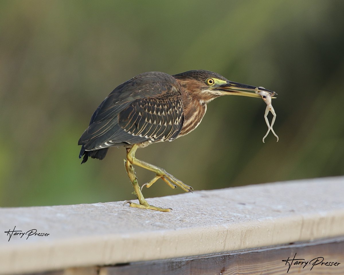 hknaturephotos's tweet photo. What's for dinner tonight? Frog Legs Anyone!!
#nature #NaturePhotography #frogs #frog #photoofthe day #naturelovers #naturelover #amphibians #toads #PHOTOS #birdphotography #birds #birding #wildlifephotography #birdwatching #aviart #aviaries https://t.co/6f2UqjHYKg