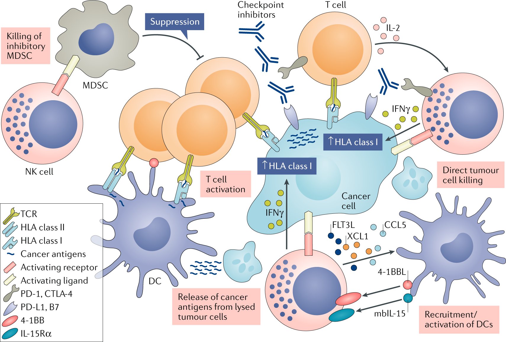 Nature Reviews Drug Discovery on Twitter: "For on NK cells in cancer immunotherapy, here's a recent review https://t.co/PrMD8aPqHy https://t.co/IQ0MVsTCFl" / Twitter