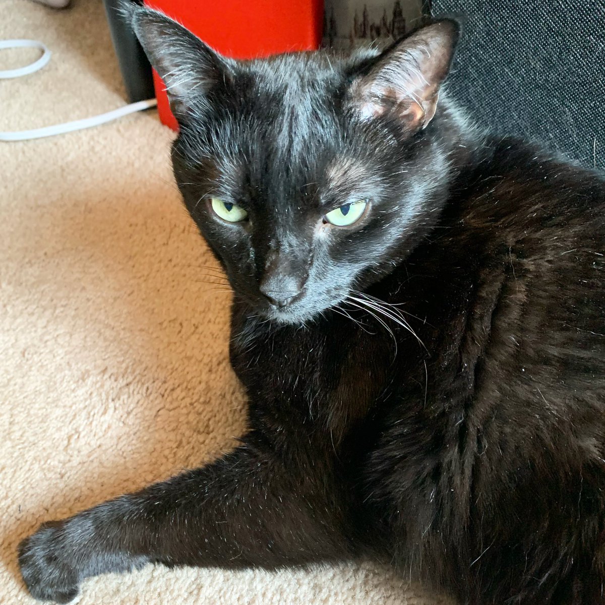 mannyblackcat's tweet photo. Itโs #wickedcatwednesday and Iโve got my scheming face on. ๐ What naughtiness should I get up to today, pawsies? https://t.co/cJTyUDNjIW