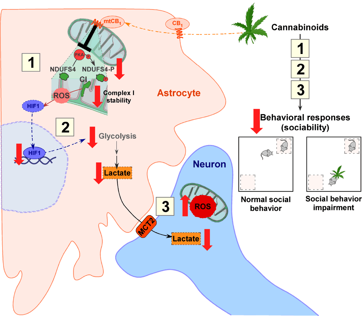 BGarcialab's tweet photo. We know that behavioral responses can be modulated by specific a brain region/circuit and/or cell-type. But this study highlights the fact that the interaction between different brain cells might be also very important to understand how the brain control our actions. 12/15 https://t.co/cJOTkCl6Na