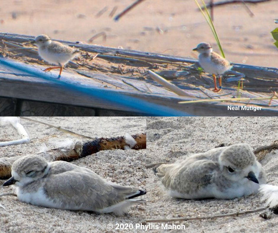 ontarioplovers's tweet photo. Pepa and Worsley's nest at Wasaga Beach is the first one to successfully fledge three chicks! Look at how much they've grown in less than two weeks! Thanks to everyone who has respected their beach space and allowed these chicks to grow into healthy plovers! #OntarioPlovers https://t.co/DHoLxVvSy3