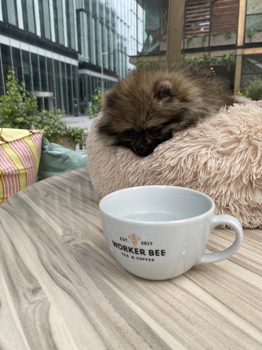 Nala’s 1st trip to <a href="/Spinningfields/">Spinningfields</a> - she’s already a lil worker bee <a href="/LawnClubMCR/">The Lawn Club Manchester</a>