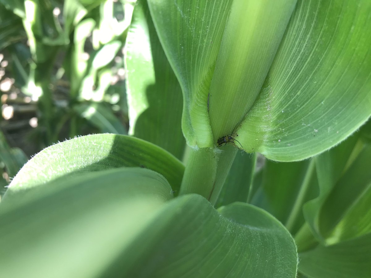 FvcTtaylor's tweet photo. The male rootworm beetles are starting to emerge. @FVCoop https://t.co/UFswPBeX9z