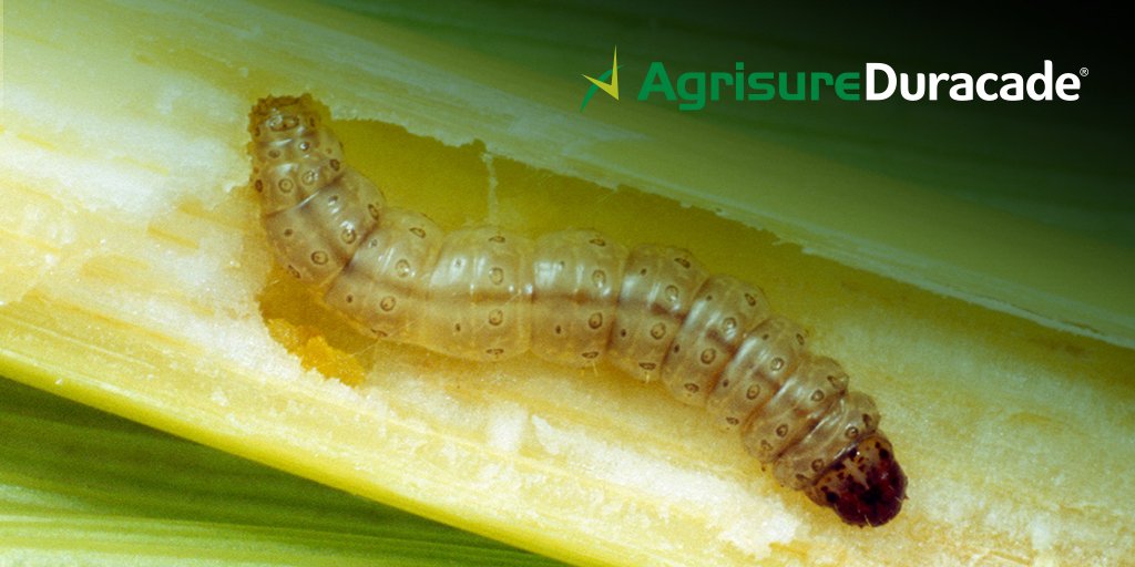 NKSeeds's tweet photo. Above and below ground insect control. That's Agrisure Duracade®. 

#DefendYourYields https://t.co/n2eIv1qvyv https://t.co/WSd4Vh2mGj