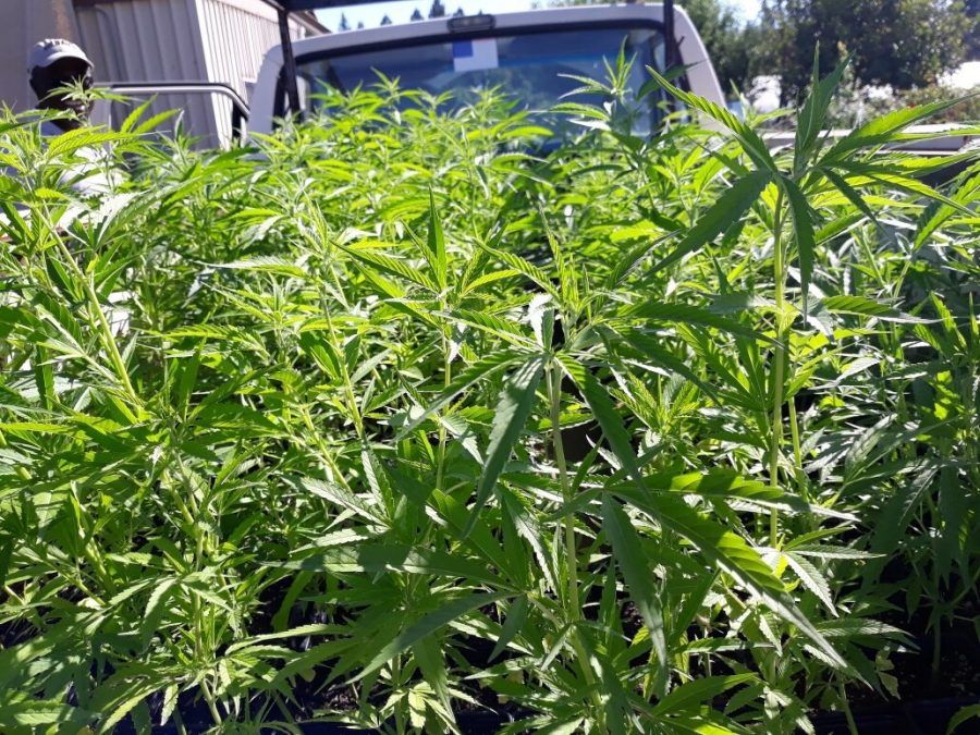 FarmersGreat's tweet photo. Dr. Sellu studies potential impacts of hemp on wine: “If you find pinene in wine grapes, you wouldn’t blame someone growing carrots nearby.” 
Read more below, and view his presentation.
https://t.co/U8A8JHurQj
#hemp @SantaRosaJC #CannabisCommunity https://t.co/q8rtDf90RU