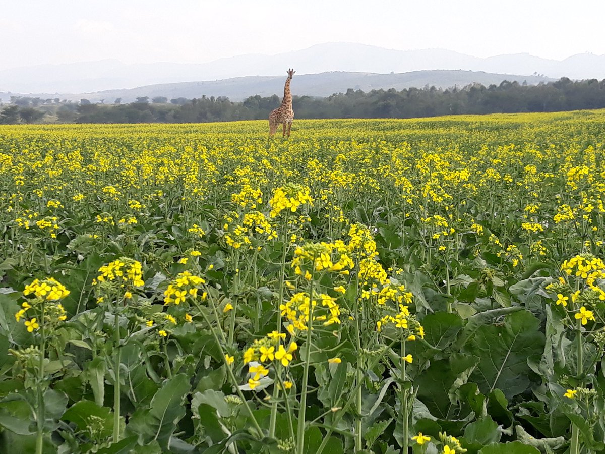 Canola; growth stage 0.25 giraffe.