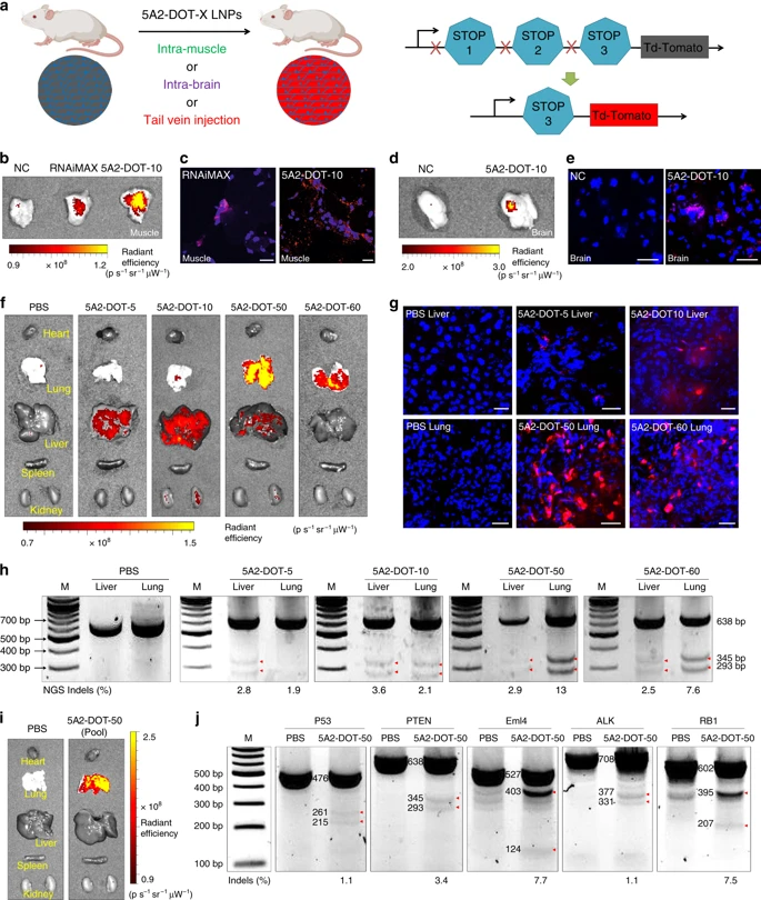 OTSociety's tweet image. Systemic Nanoparticle Delivery of CRISPR-Cas9 Ribonucleoproteins for Effective Tissue Specific Genome Editing 
@DJSiegwart
$BEAM #CRISPR $PRQR $NTLA $CRSP $SGMO $EDIT @liugroup @DahlmanLab @sahayg1 @yizhoudonglab @jkulk_nano @DoubleParr @rvdmnanomeds
pubmed.ncbi.nlm.nih.gov/32591530/