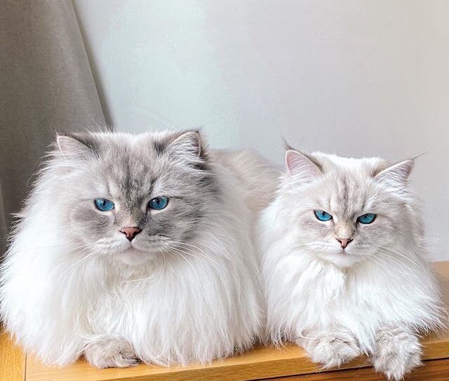 CatslovingC's tweet photo. AlL #catslover give your opinion 
about this #2cat ,which #1cat is #lovelycat♥
#catslover #kitty #kittens #catlovers #catholic #meow  #meowbox #kitten #catlady https://t.co/VAdt3fzdWT