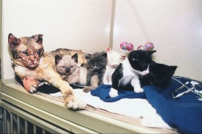 This mom cat braced walking through fire five times to save her kittens from a building fire (Brooklyn, NY)
What's your favorite heroic pet pic?