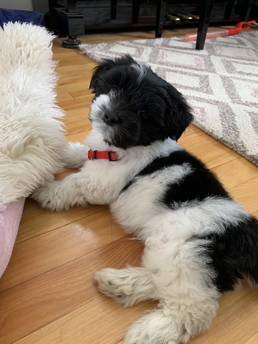 AbleSense's tweet photo. We're excited that businesses are reopening, and want to acknowledge the support (emotional and administrative, as needed) our #petsofAbleSense have been giving us while we are #workingfromhome.

To Rocky, president of #officedogs, we salute you. https://t.co/1aoMFYCvAP