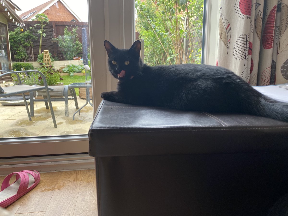 Yum! That was a lovely mouse! How shall my mummy work now? 😈