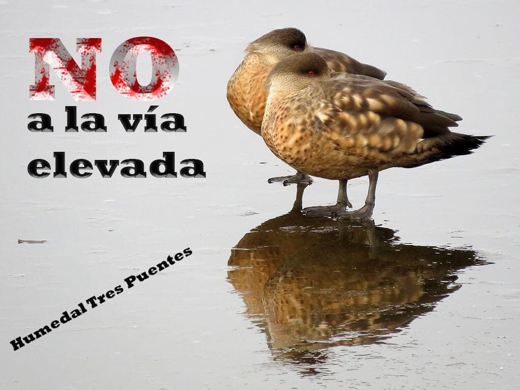AEPatagonica's tweet photo. ¡ Se requiere un Estudio de Impacto Ambiental ! #MOP #NoalaViaElevada #puq #chile #puntaarenas #humedalesenpeligro #rrnup #rnu #conservacion #medioambiente #patagonia #humedaleschile #humedalesdelsur #eia #ecosistemas #reservanaturalurbana https://t.co/Kth8Zj0G4W