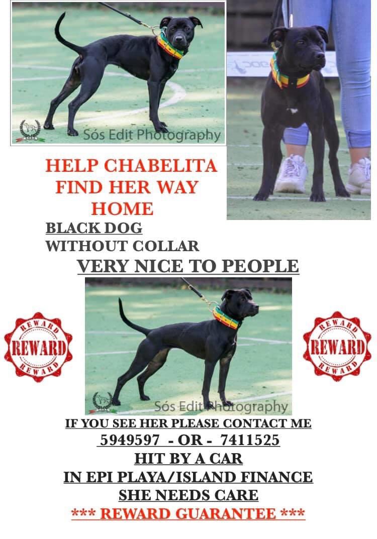 Mi primo a perde su cacho 7 luna pasa, un auto a dal Chabelita y e la spanta y core bai. Pero Chabelita ta bibo ainda, e la wordo mira den area di Tarabana/Veld di Krieket. Please yama 5949597. 🙏🏻