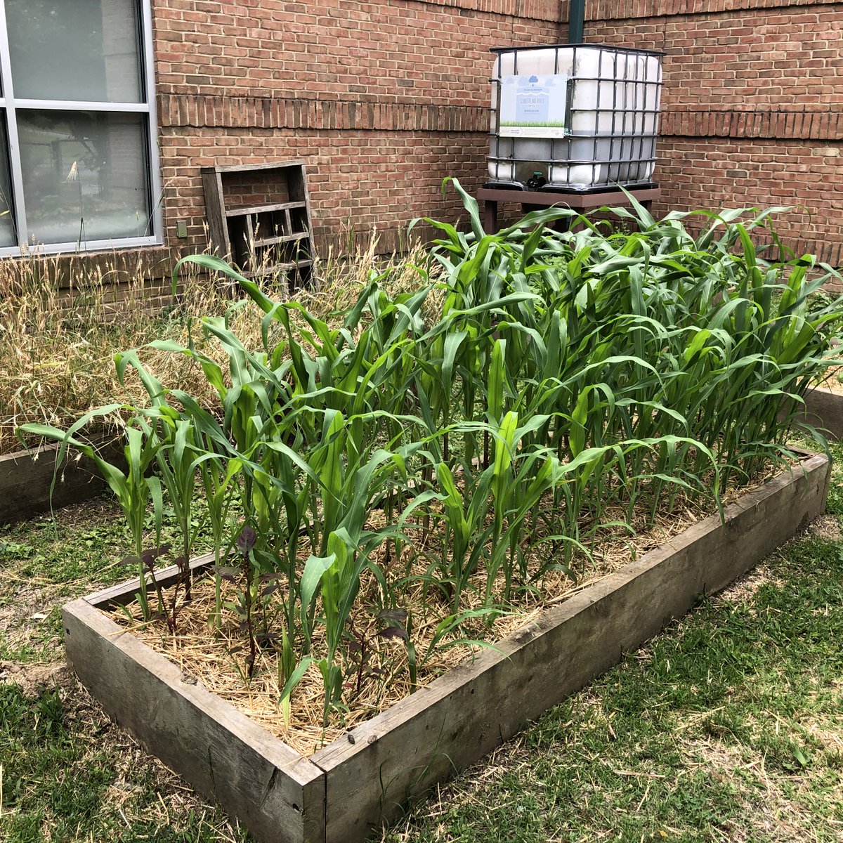 Our pollinator friends have done amazing work at the Cambridge Early Learning Center school garden! Flowers are blooming and the corn just keep getting taller! #ThankYou pollinator friends!

#schoolgardens #pollinatorappreciation
