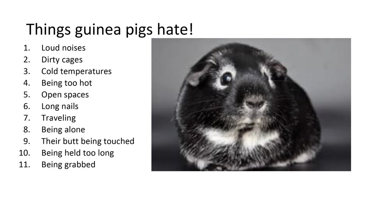 where do guinea pigs like to be touched