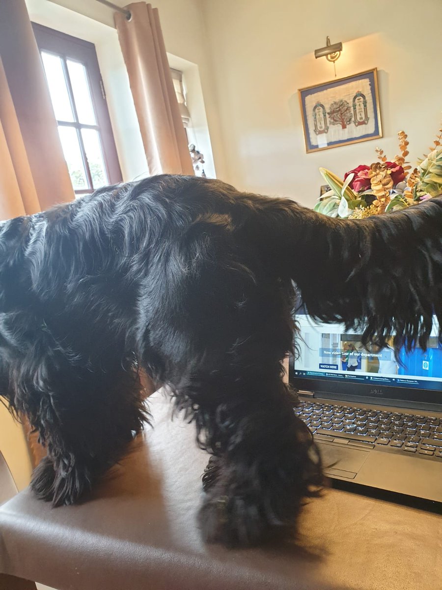 CompSciOxford's tweet photo. How do I politely tell my work colleague that he really should go and get a haircut? His #lockdownhair is affecting my productivity #WFHwithpets https://t.co/HVHbdcMdwA