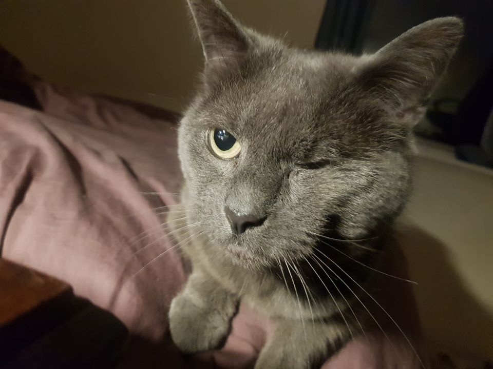 CatsMissing's tweet photo. 🆘🙏RT #FindSilver Nervous Grey F/M INDOOR #LostCat With Only 1 Eye Dumped 4/5th July 2020
⚠Owner's Appeal:
"My cat Silver was cruelly released by family member on Cheadle Rd close to #DraycottInTheMoors" Stoke-on-Trent #Staffordshire #ST11
🙏Contact▶
https://t.co/wKlGeEuz6a https://t.co/VmJ4vSvuZm