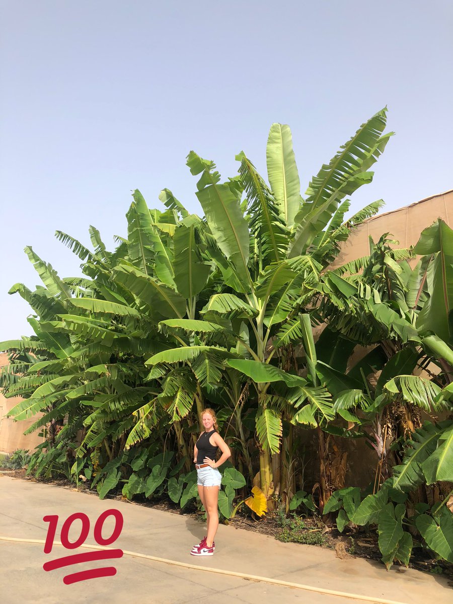 JohnBeckley's tweet photo. From our @GabriellaBecks visit to @LaCalabacera #finca #ecologicalfarm @LaCalabacera https://t.co/D5LdxpCyFq