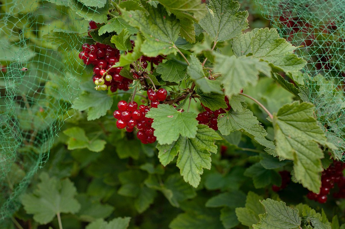 ManuelaBoeckle's tweet photo. blackcurrant &amp; redcurrant harvest in full swing; blackcurrant leaf (fresh or dried) makes a wonderful fragrant tea too #boostimmunity #ribesnigrum #ribesrubrum #superfood https://t.co/pecyRhdwJ6