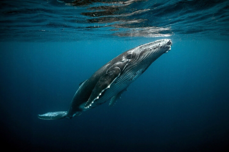 my71mag's tweet photo. 🐋 A Day in the Life 🐋 Capturing the soul of the ocean with photographer @WarrenKeelan: https://t.co/VOG0TE3hMu #ocean #nature #photography #71magazine #my71mag #musicissue #artslesstraveled https://t.co/glGFuQhg60