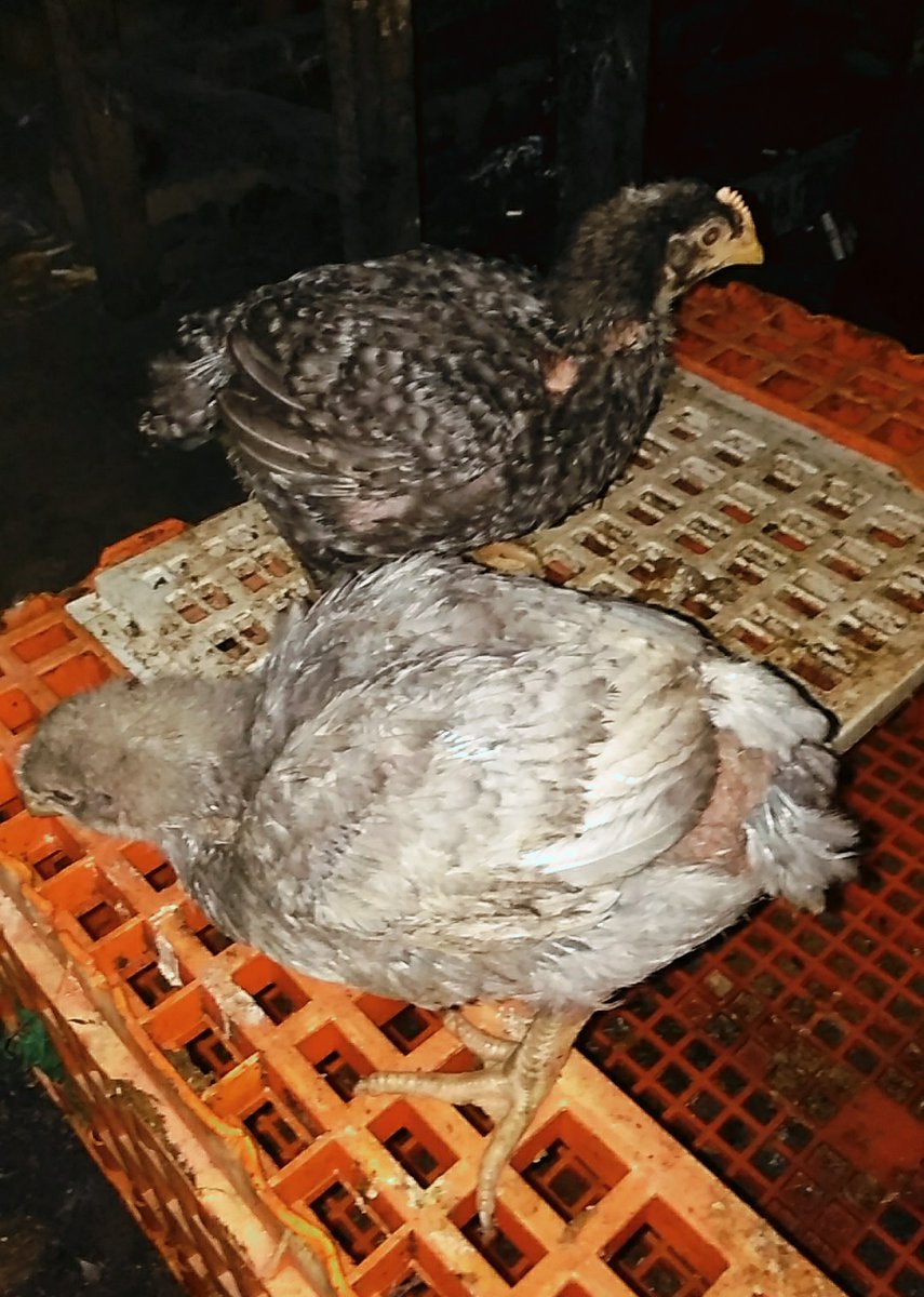 sandyreptile's tweet photo. Ayam Broiler : Bisnis yg Menjanjikan 😊 https://t.co/jBeIlRqVe3