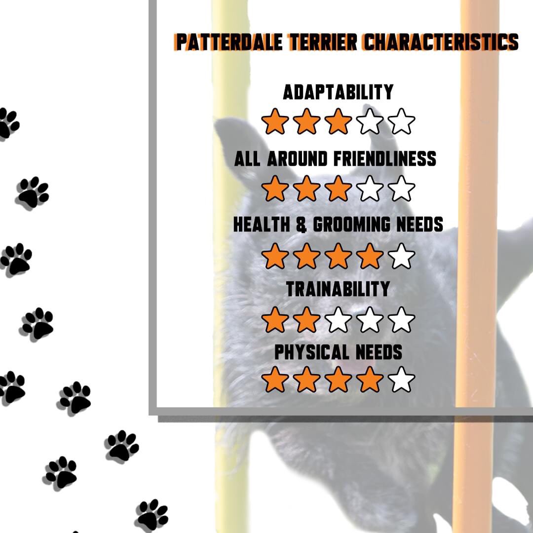 In today’s #WoofJocks #JockSpot 
BOOST!
#patterdaleterrier