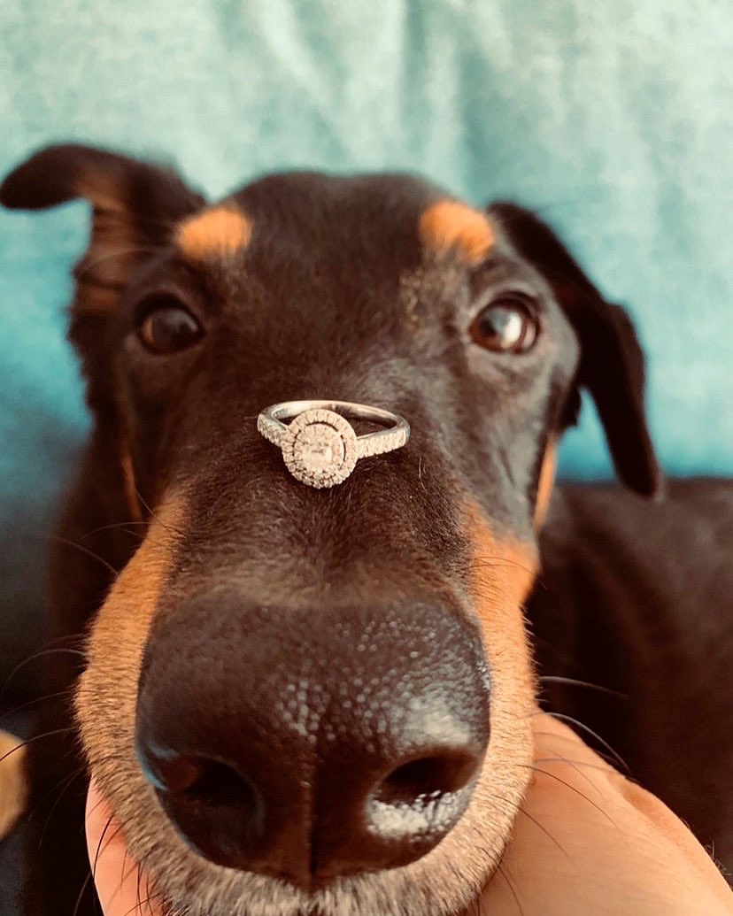 ISaidYesFL's tweet photo. Boop Factor is off the charts! Talk about Ring Security! 🐾💍 Thank you @dyandra13 for sharing your ring pic with us!! 
.
DM us a photo of your engagement ring for a feature &amp; subscribe to our e-newsletters for REAL LOCAL weddings, giveaways, wedding show info &amp; MORE
#isaidyesfl https://t.co/jIdgUj7THz