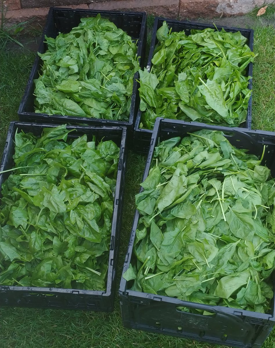 Eden Project spinach is available today from @yycgrowers at the @HillhurstSunnyside Farmers Market!