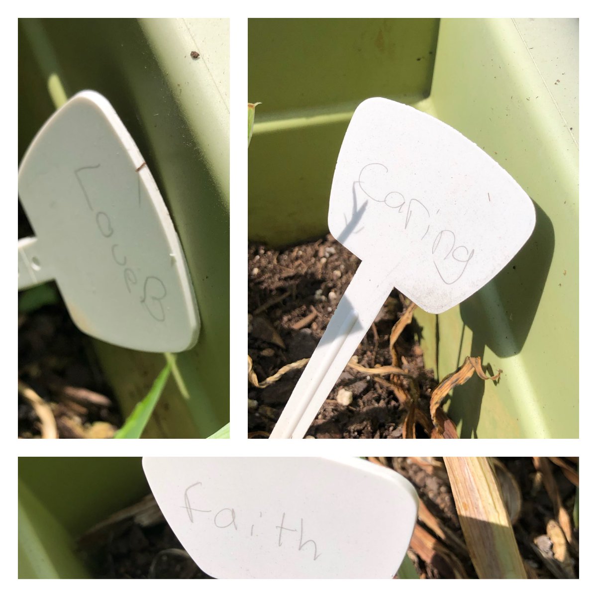 cbyrdteaches17's tweet photo. Caring, faith, and love. Reminders from students that I found in the WB Garden today! 
@WaverlybelPTO 
@MNPSEncore https://t.co/RTY99WzapA