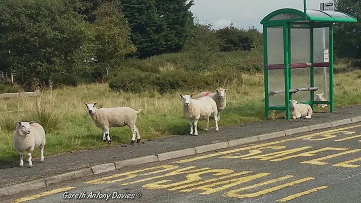 AngleseyScMedia's tweet photo. The sheep are queueing for buses too now with social distancing 😁

Photo shared by Gareth Antony Davies https://t.co/wRFdVoTAIh
