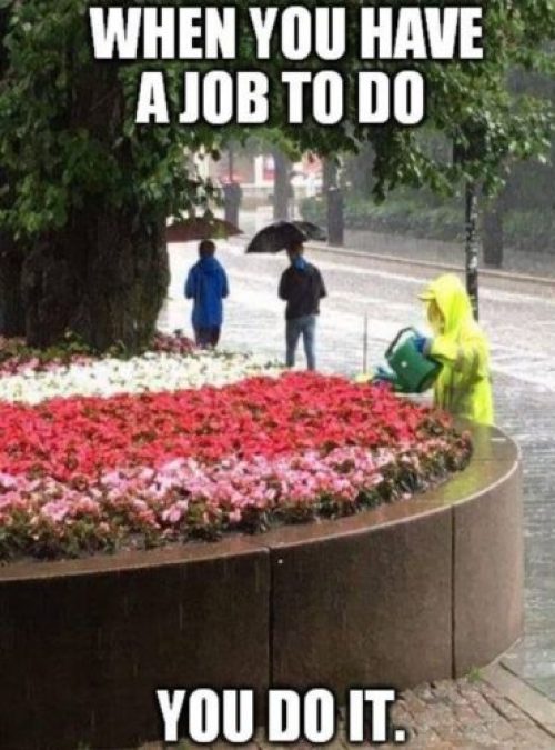 SEO_ldier's tweet photo. Excited that the hosepipe ban has been lifted. Can’t wait to give the Dahlias a good soak when the rain stops, sometime in April 2021, I believe 🙄 #IrishWater https://t.co/HmPC0C5anE