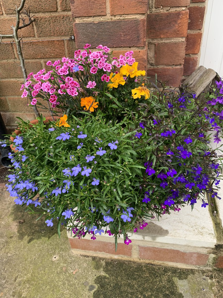 CBstudentOT's tweet photo. Proud of my home made planters that are out the front #occupation #theraputic #OTstudent https://t.co/dWucyurUG5