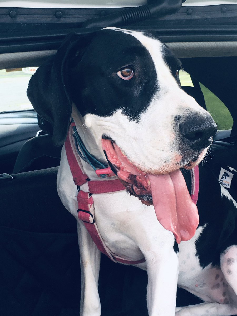 MsRabbitSerDog's tweet photo. Mez too #Veterans #USMC #SDPServiceDog #GreatDane #IamYourVSO #Assistant @ServiceDogPr https://t.co/zzgt7Xz8dL