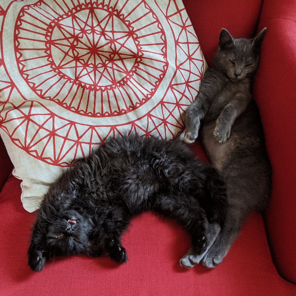 Sid is like 95% better. Nose has mostly dried up, just have to wipe it every now and then. His non-sick personality has really come back out in the past 24 hours. Fern is very happy.