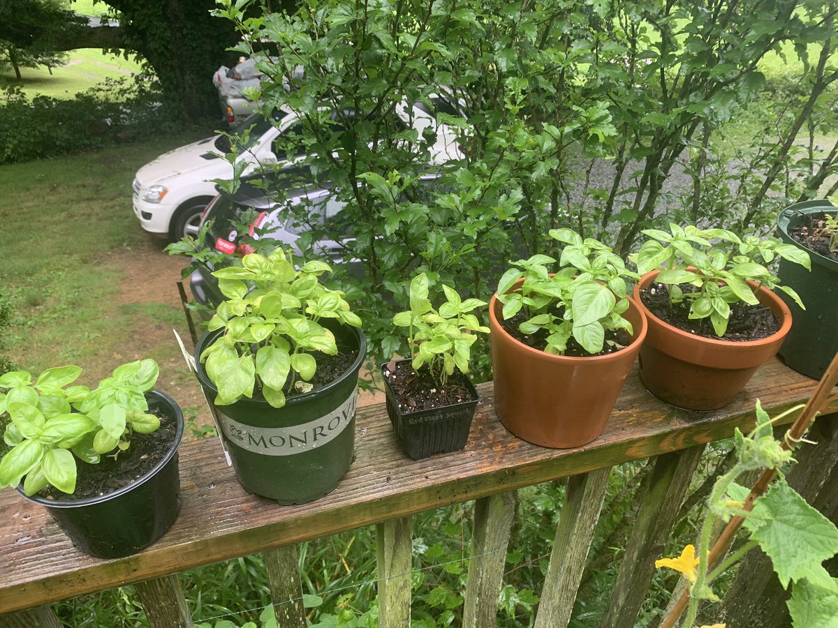 growing basil is what got me into gardening and I have so much growing on my porch - holler if you want basil immediately bc I got u - i just harvested cilantro so the plant looks kinda bare but she’s good don’t worry about her - also regrowing store bought green onions out here