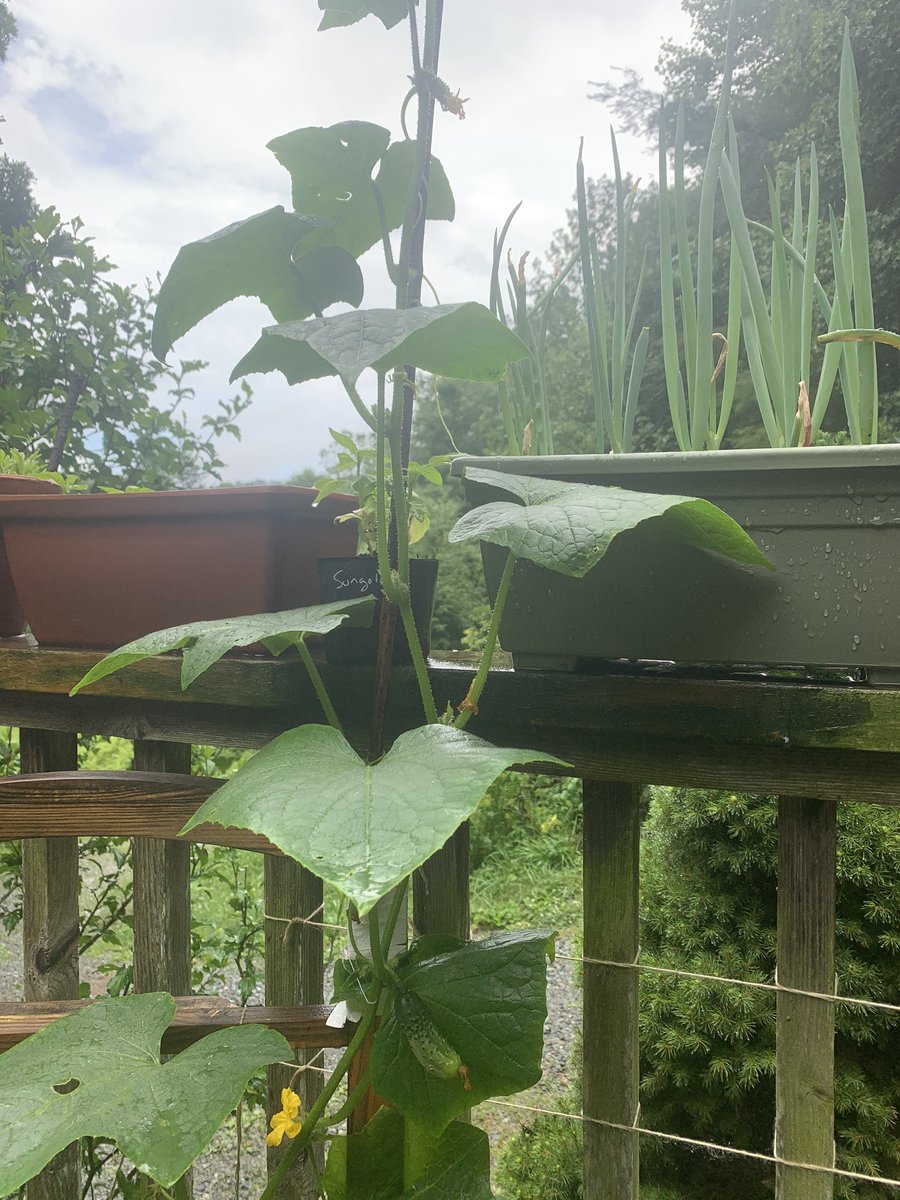 here are my cucumbers - maybe my favorites to grow so far! I have harvested three! - they are well on their way to climbing these long poles so imma have to figure out how to rig em lmao