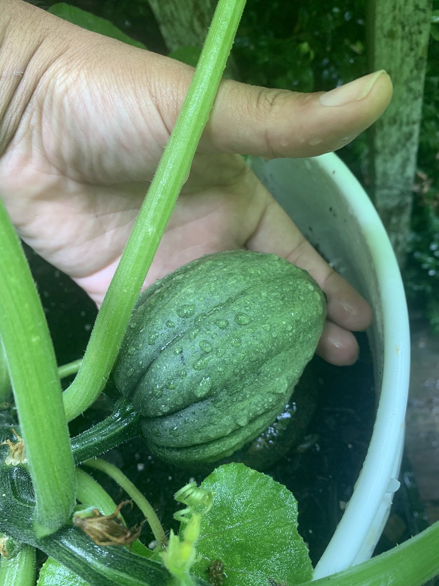 not gonna lie the squash is struggling BUT I have at least one viable fruit on each of them - check out my acorn squash! - look at my cute patty pans (the small one wasn’t pollinated well and will fall off and rot but for now she’s cute! - last is red kuri squash :)
