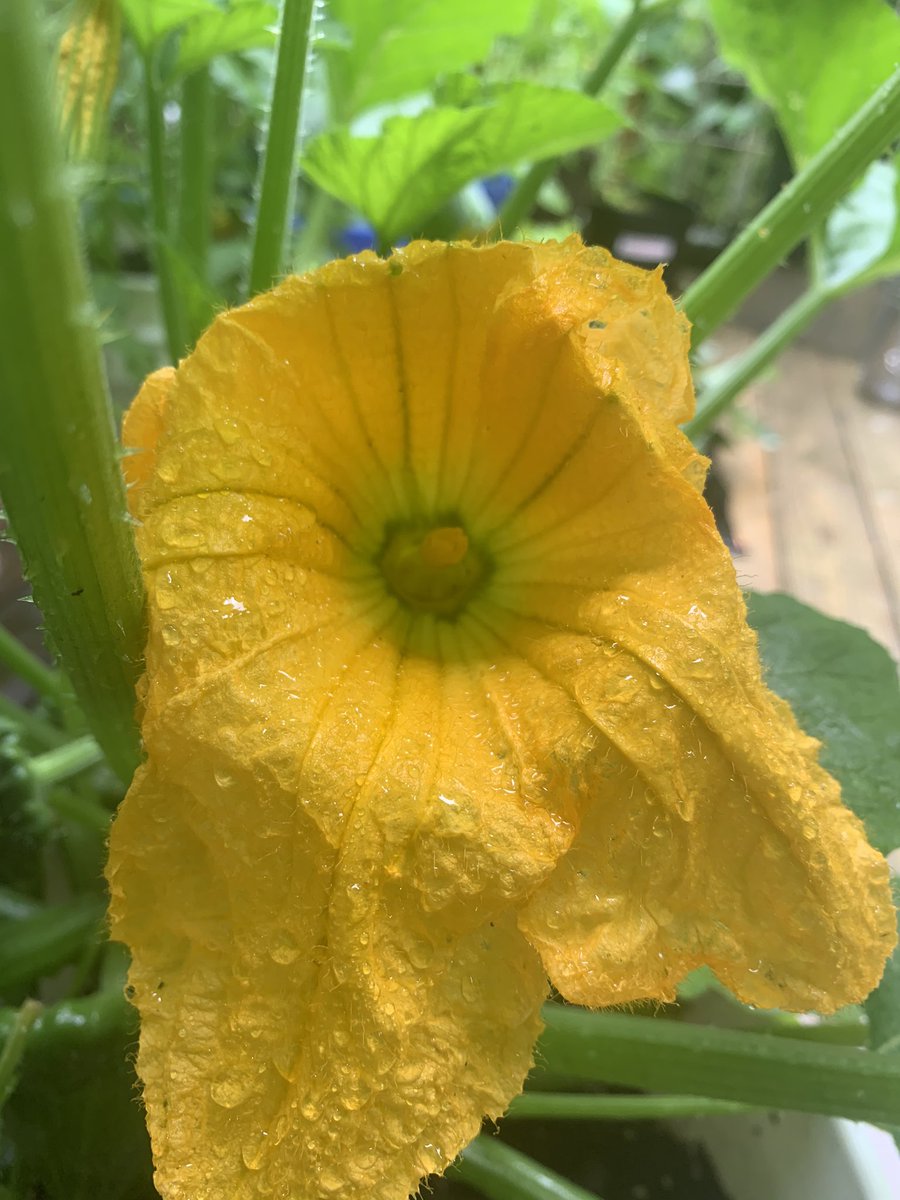 not gonna lie the squash is struggling BUT I have at least one viable fruit on each of them - check out my acorn squash! - look at my cute patty pans (the small one wasn’t pollinated well and will fall off and rot but for now she’s cute! - last is red kuri squash :)