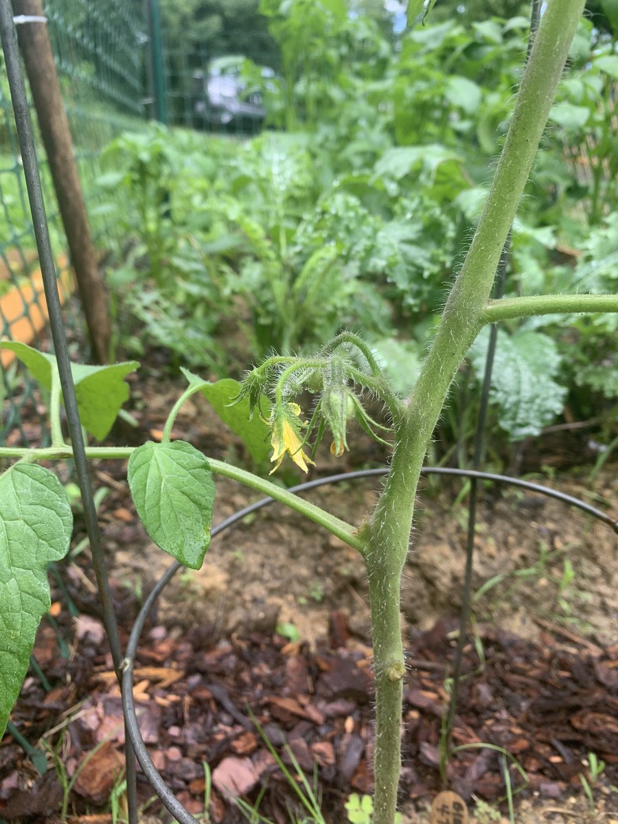 I have 7 tomato plants (5 on the porch and two in the lower garden) -beefsteak, yellow brandywine, sungold, purple Cherokee, mr stripey (lmao), and black krim! my sungolds just started to blush (2nd pic) and so...did I!