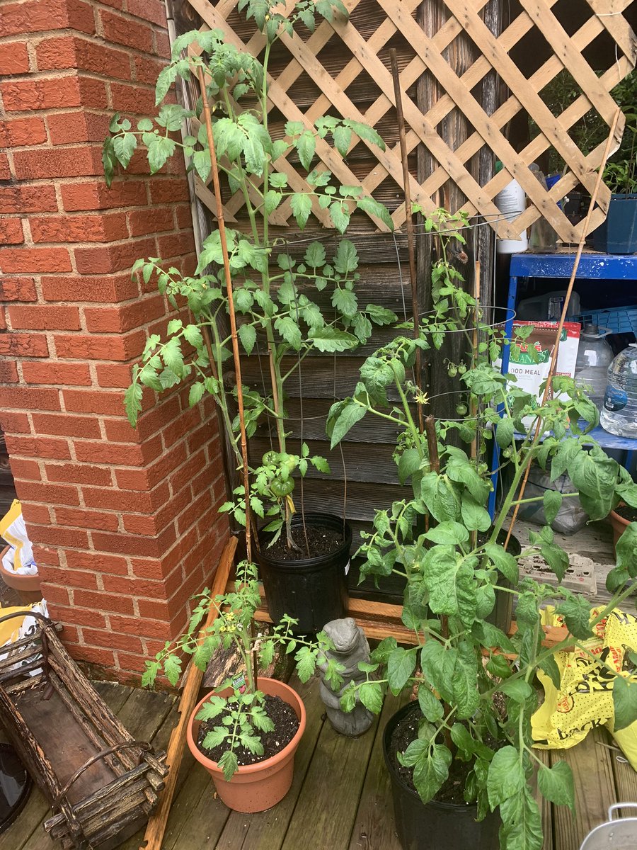 I have 7 tomato plants (5 on the porch and two in the lower garden) -beefsteak, yellow brandywine, sungold, purple Cherokee, mr stripey (lmao), and black krim! my sungolds just started to blush (2nd pic) and so...did I!